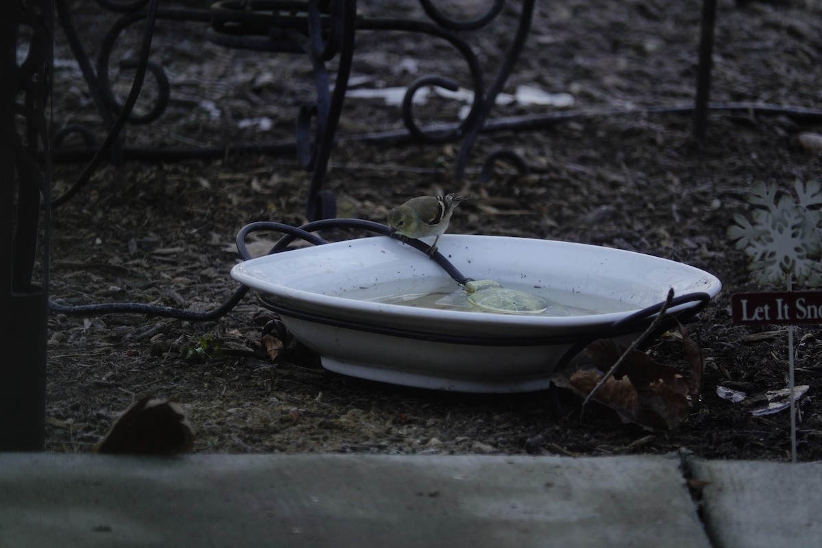 American Goldfinch - ML647592833