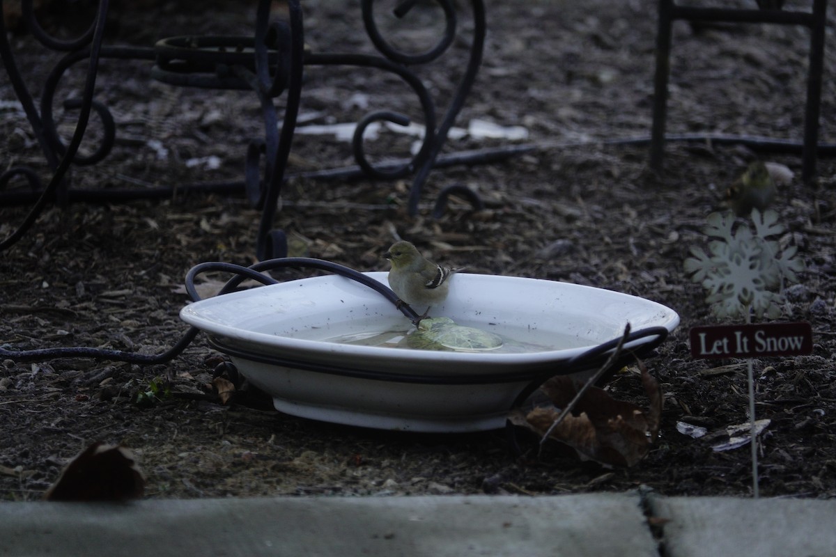 American Goldfinch - ML647592834