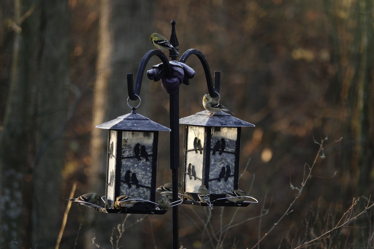 American Goldfinch - ML647592835