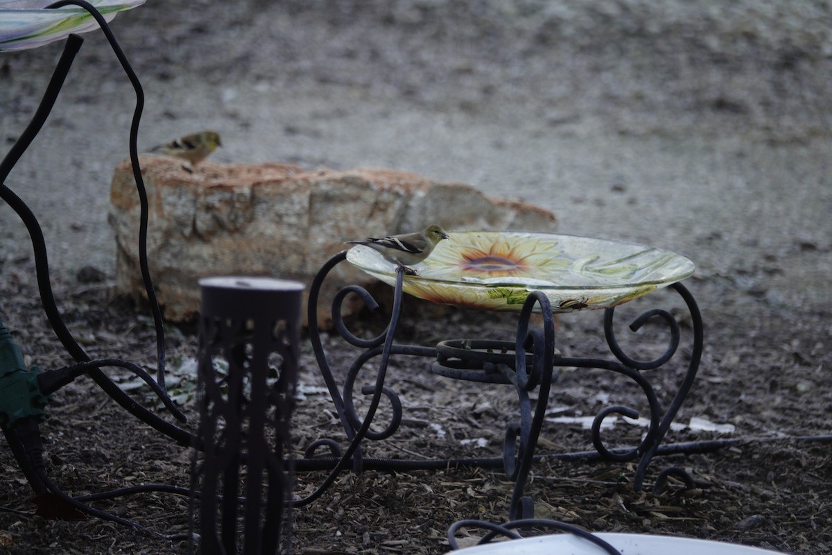 American Goldfinch - ML647592836