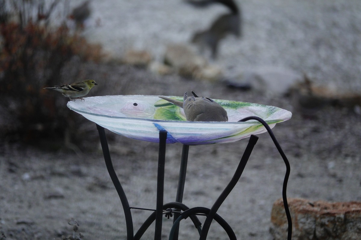 American Goldfinch - ML647592837