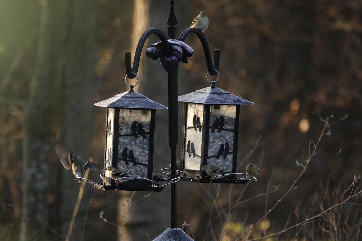 American Goldfinch - ML647592838