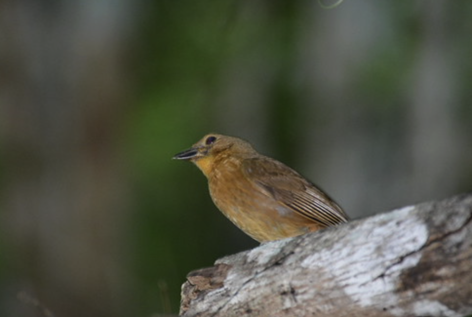 Джунглевая хабия - ML647592842