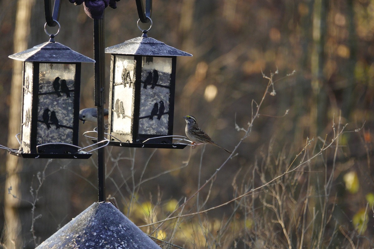 Белогорлая зонотрихия - ML647592843