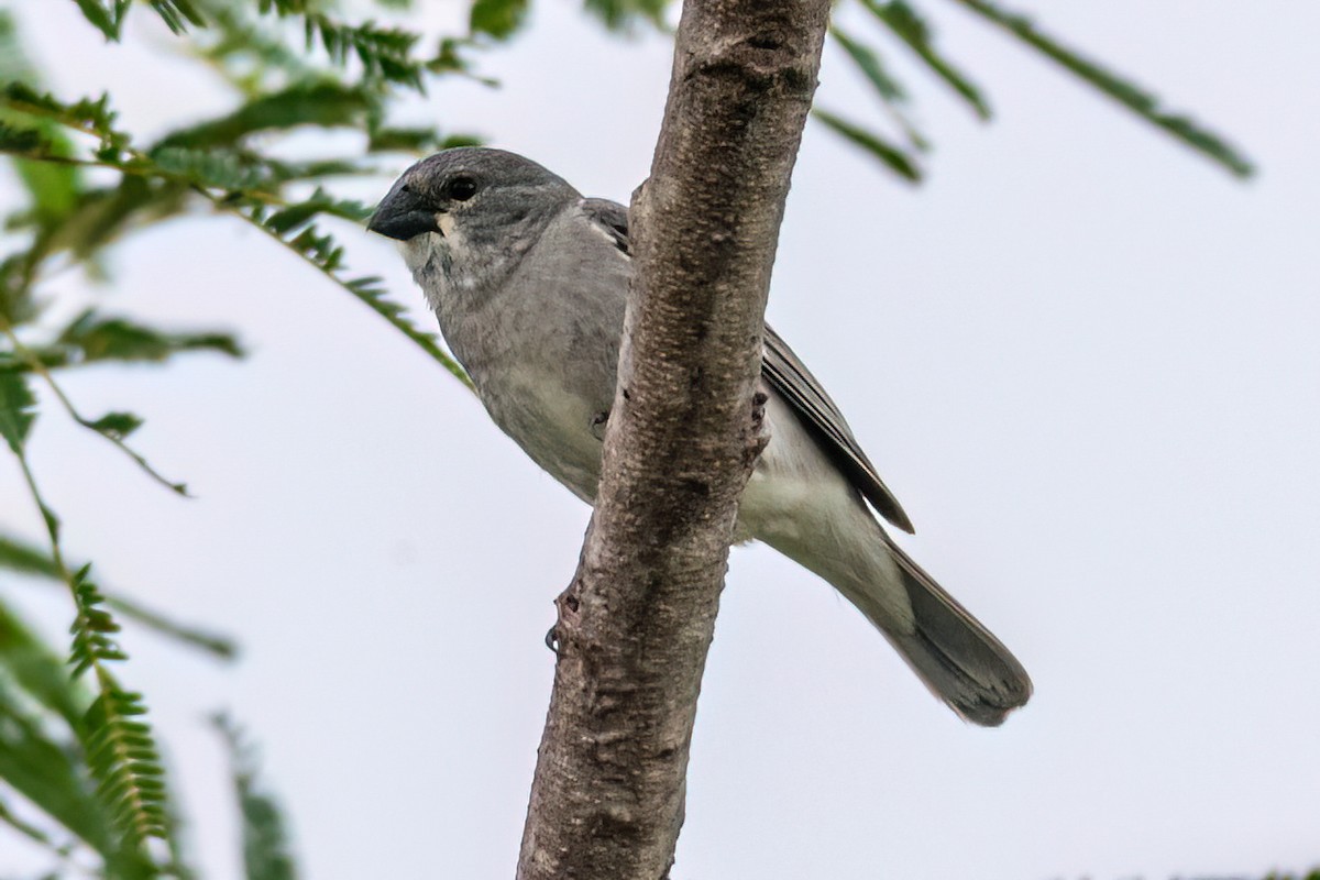 Свинцовый просяночник - ML647592846