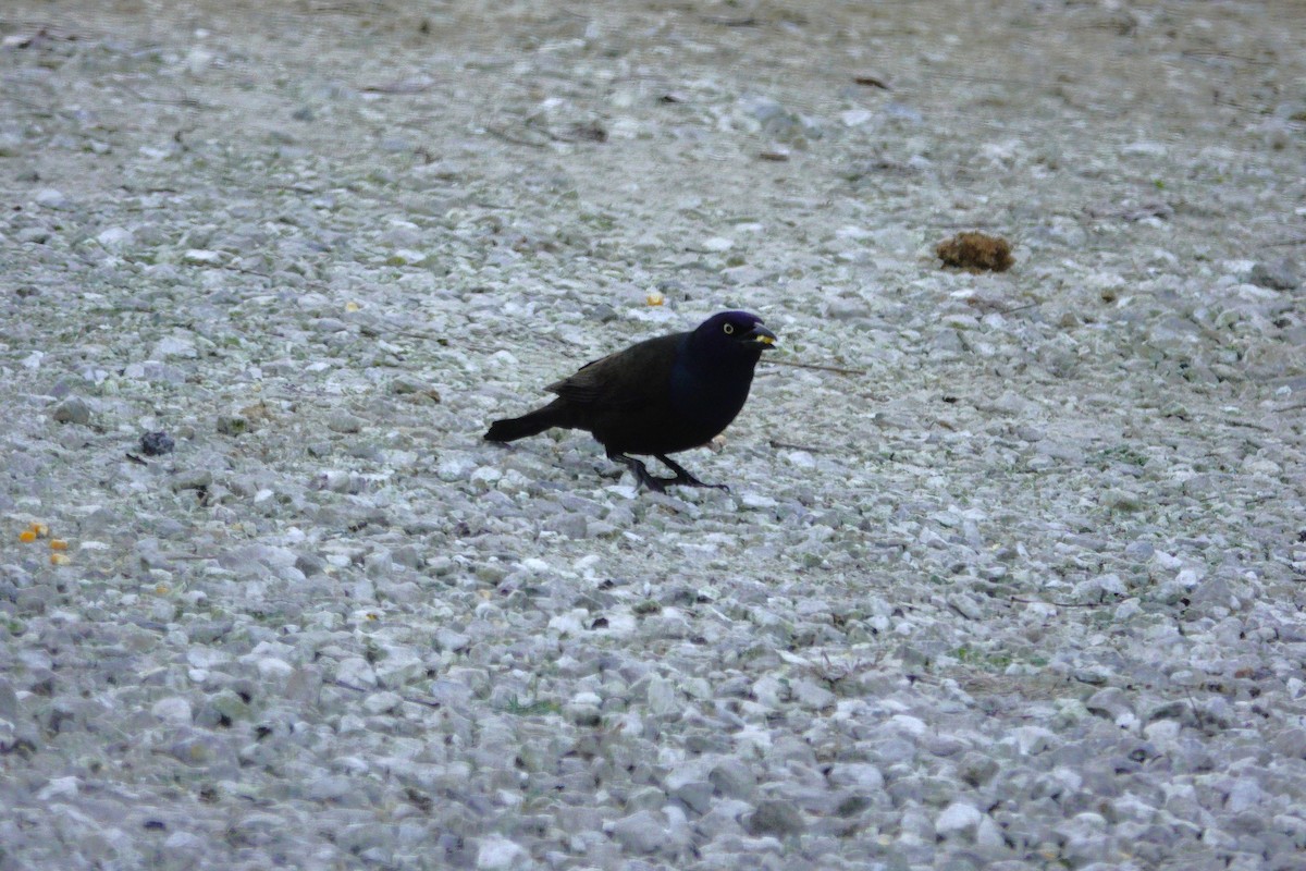 Пурпурный гракл - ML647592847