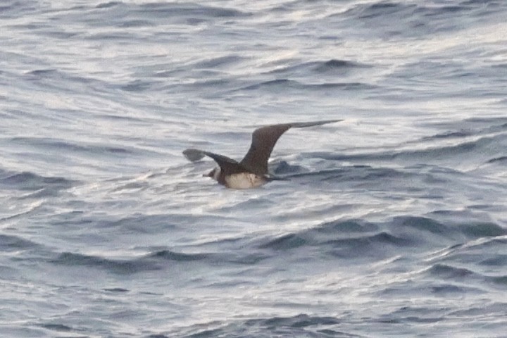 Короткохвостый поморник - ML647592850