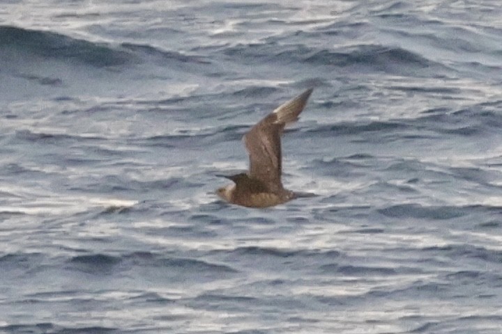 Короткохвостый поморник - ML647592851