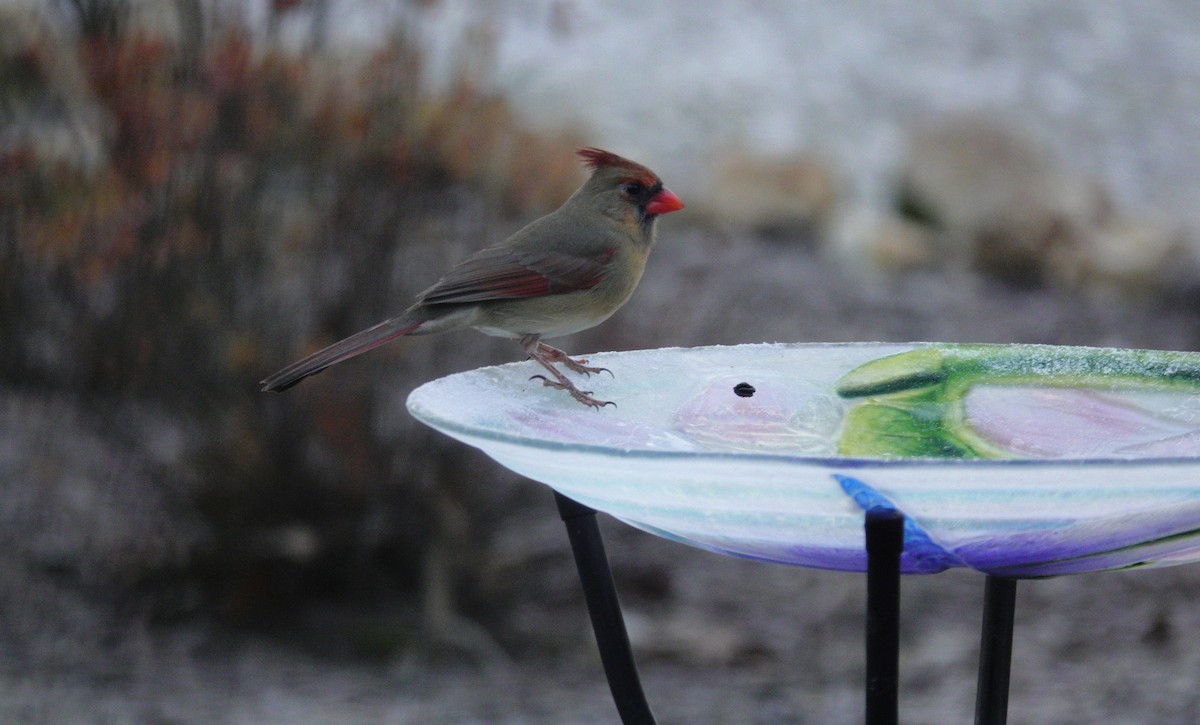 Красный кардинал - ML647592854