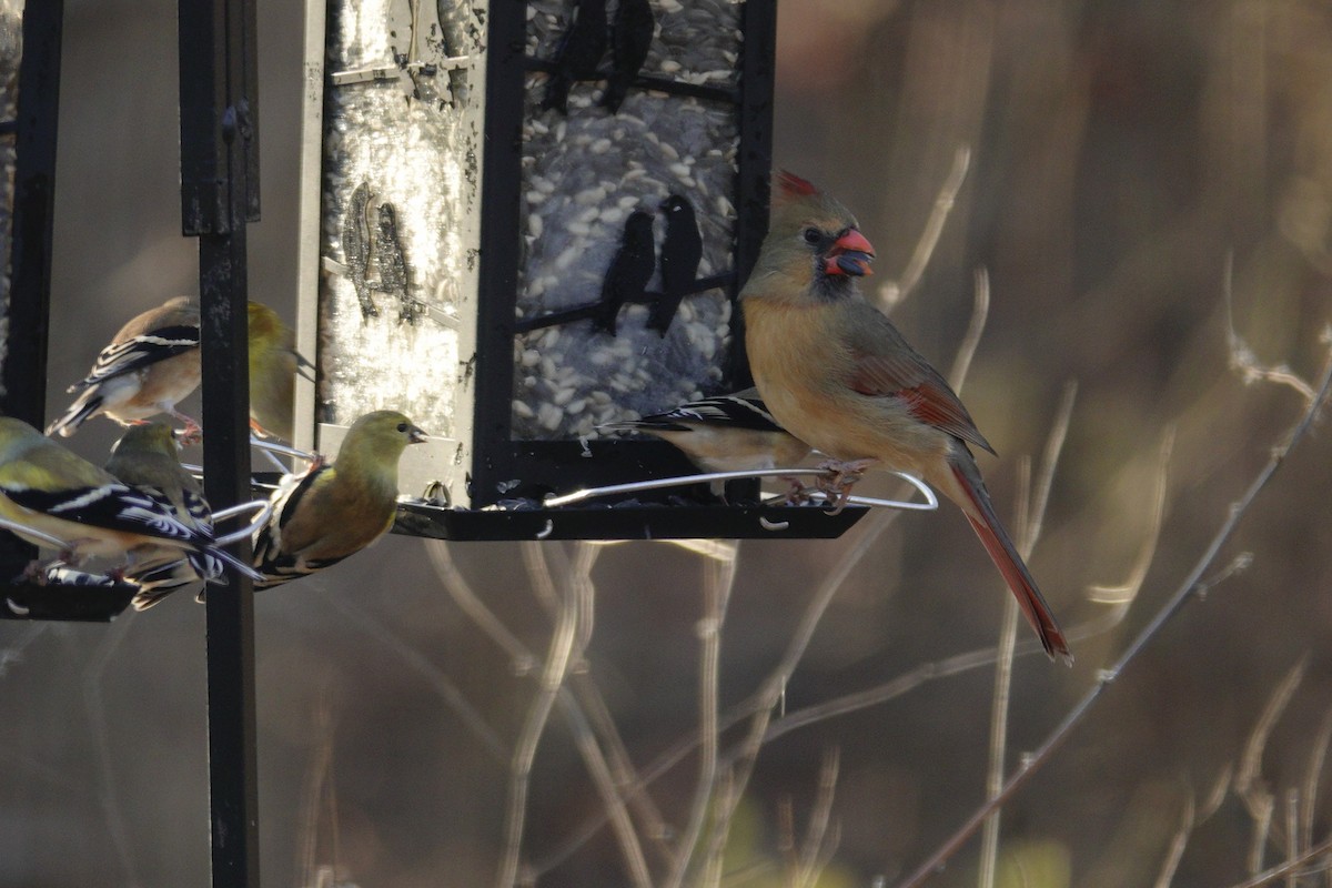 Красный кардинал - ML647592855