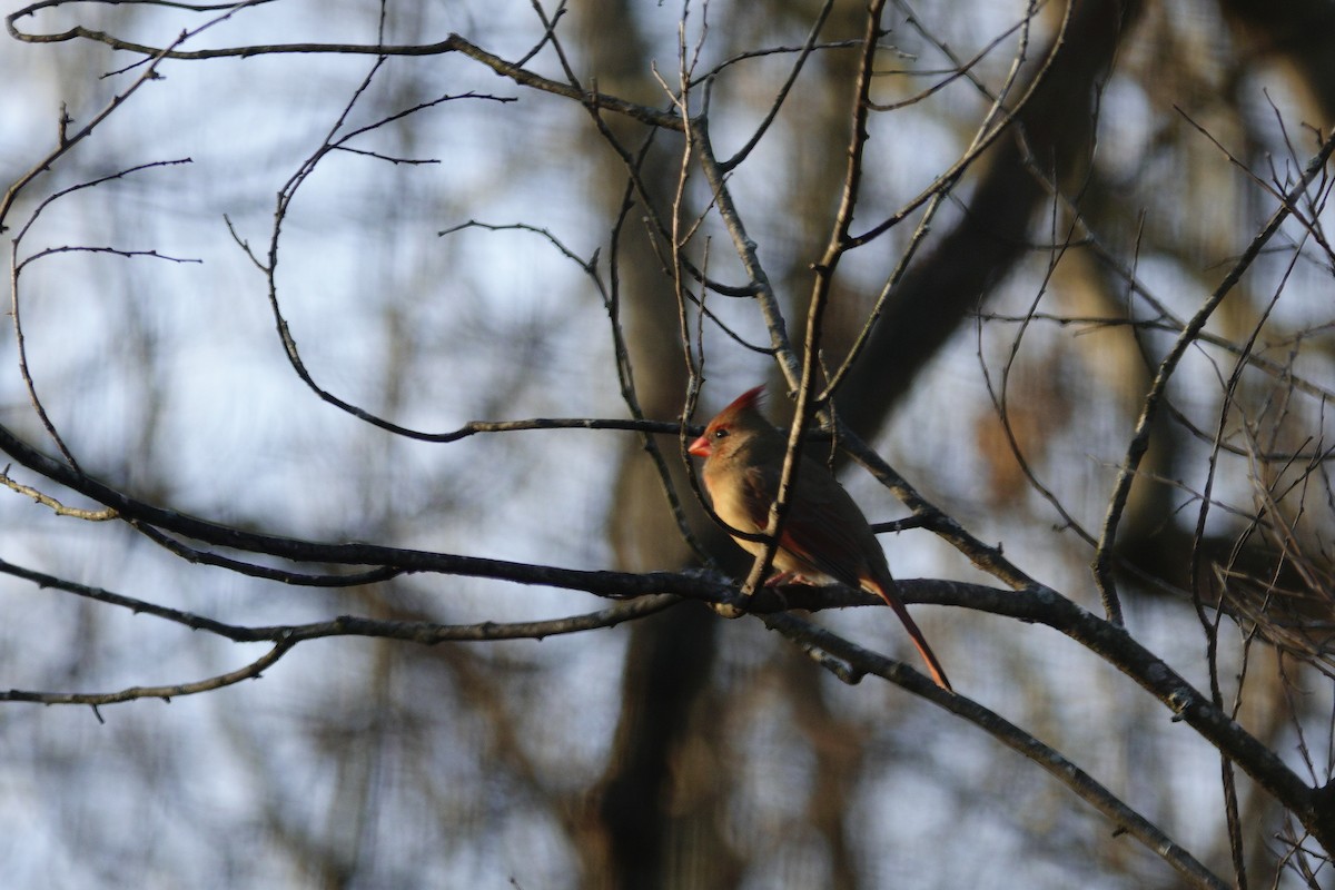 Красный кардинал - ML647592856