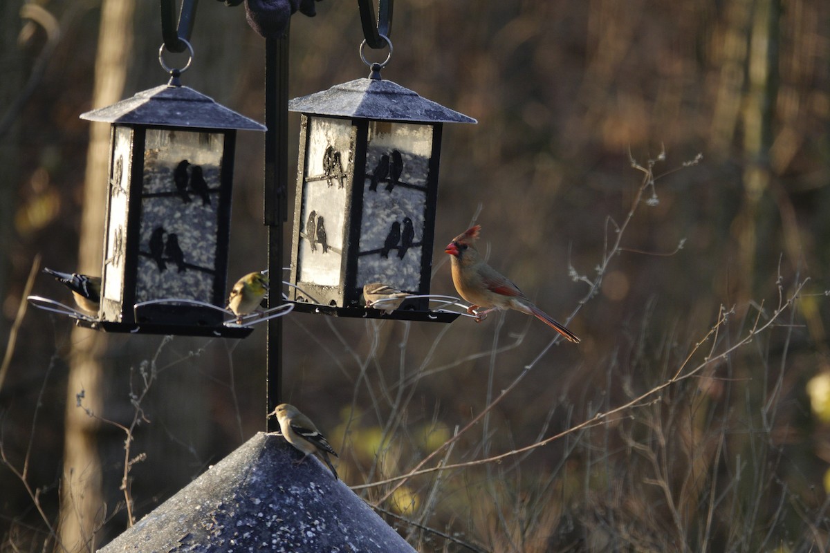 Красный кардинал - ML647592857