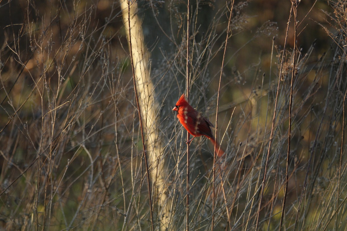 Красный кардинал - ML647592858