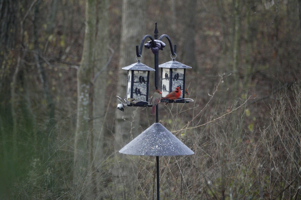 Красный кардинал - ML647592859