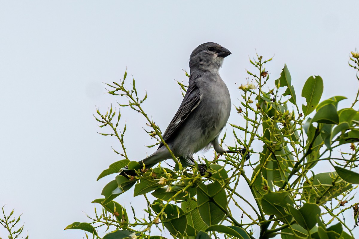 Свинцовый просяночник - ML647592861