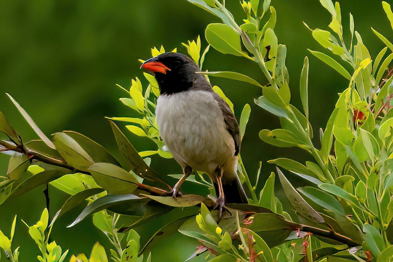 Черногорлый сальтатор - ML647592866