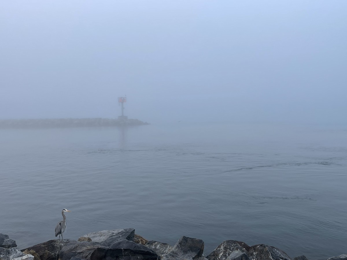 Большая голубая цапля - ML647592868