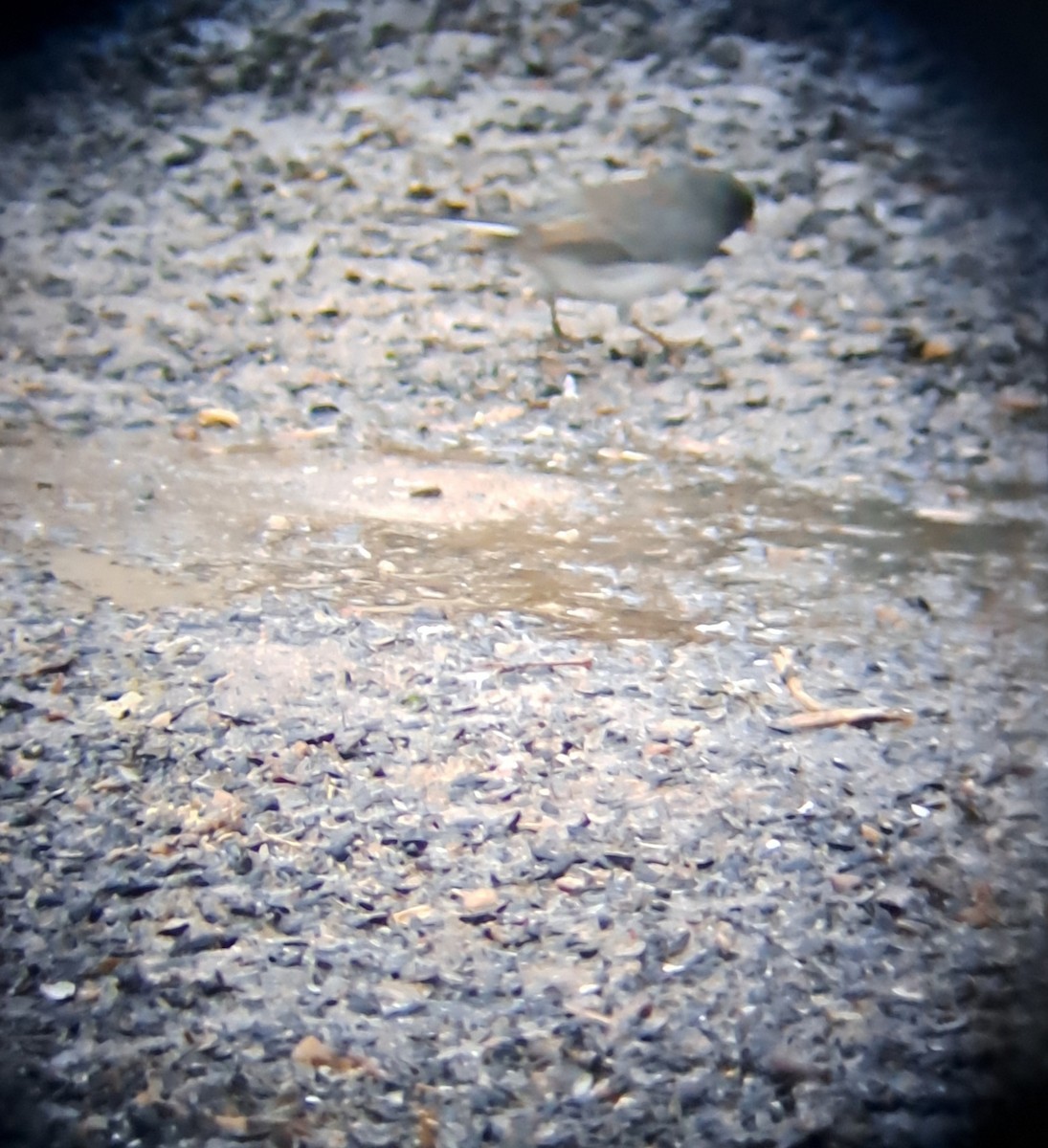 Passerellidae sp. (sparrow sp.) - ML647592870