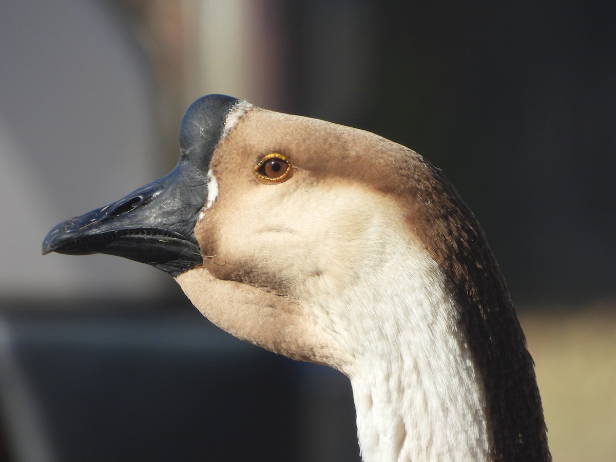 Çin Kazı (evcil tip) - ML647592901