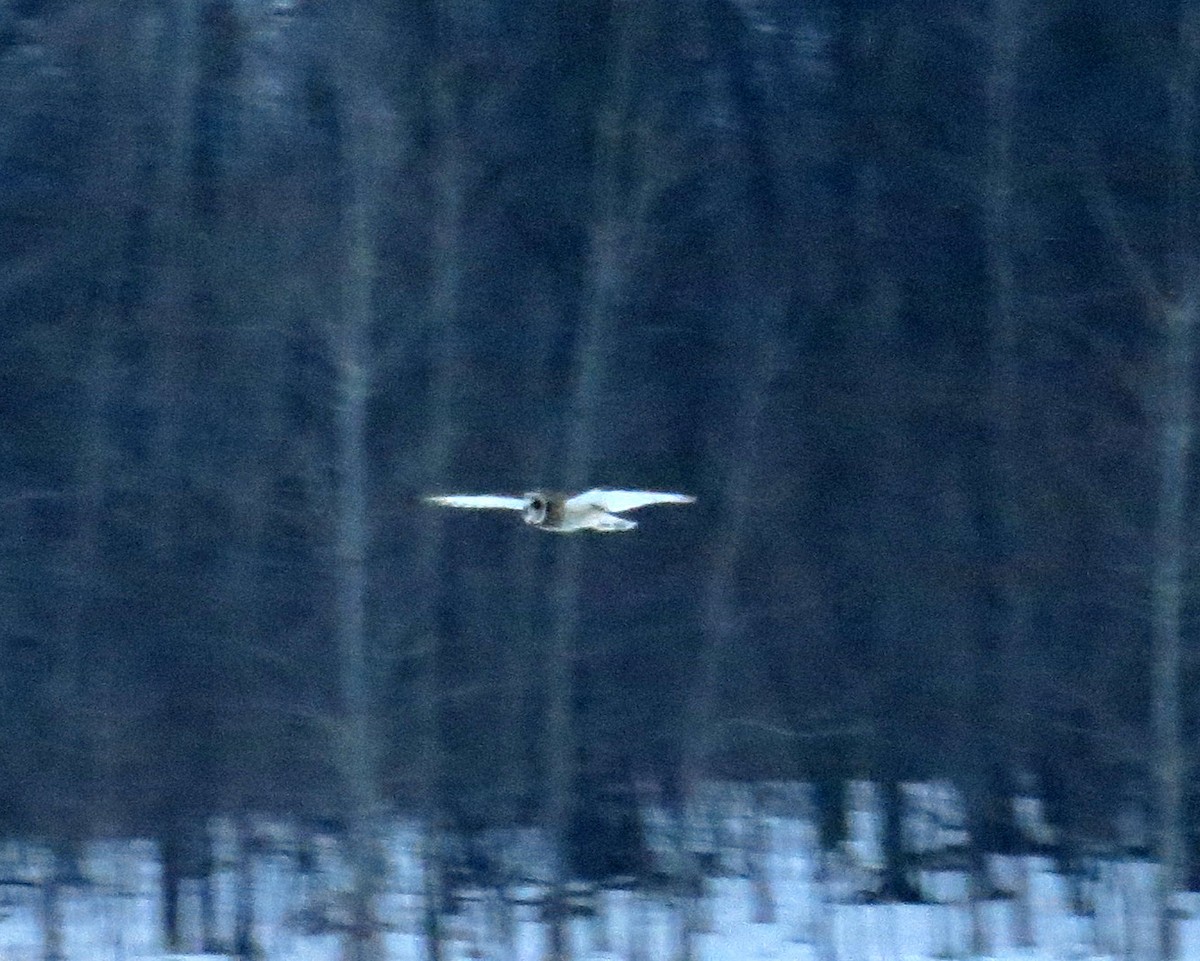 Short-eared Owl - ML647592906