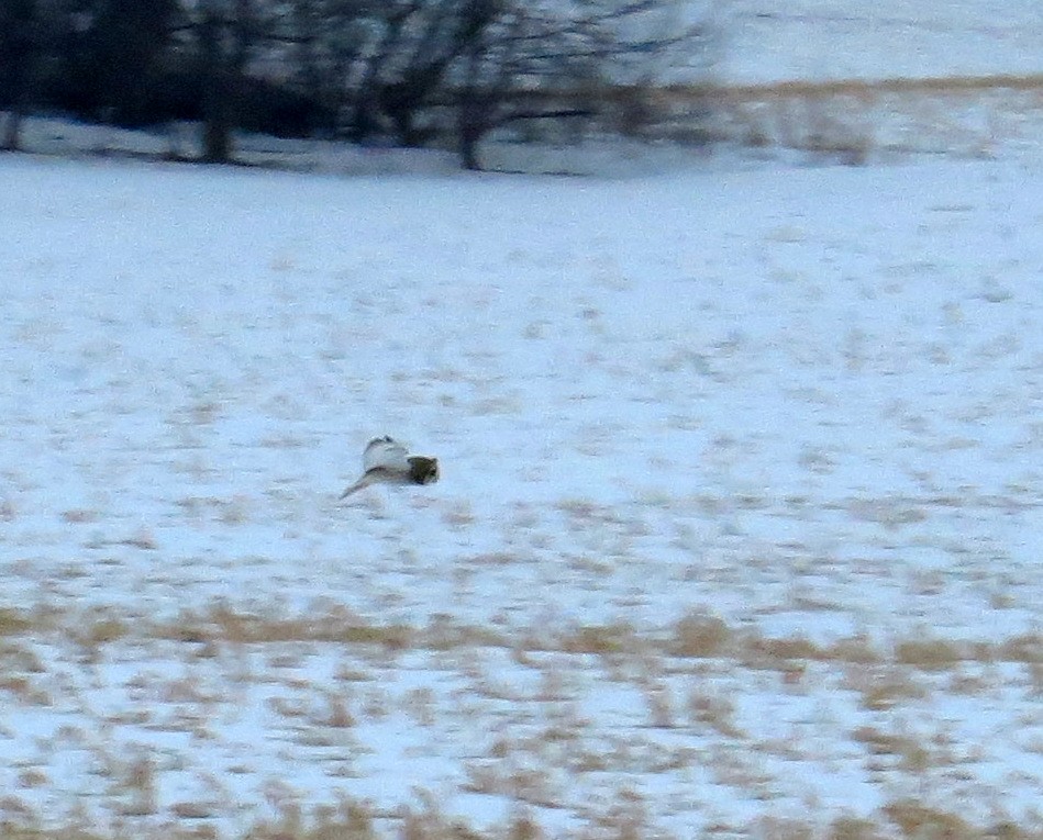 Short-eared Owl - ML647592907