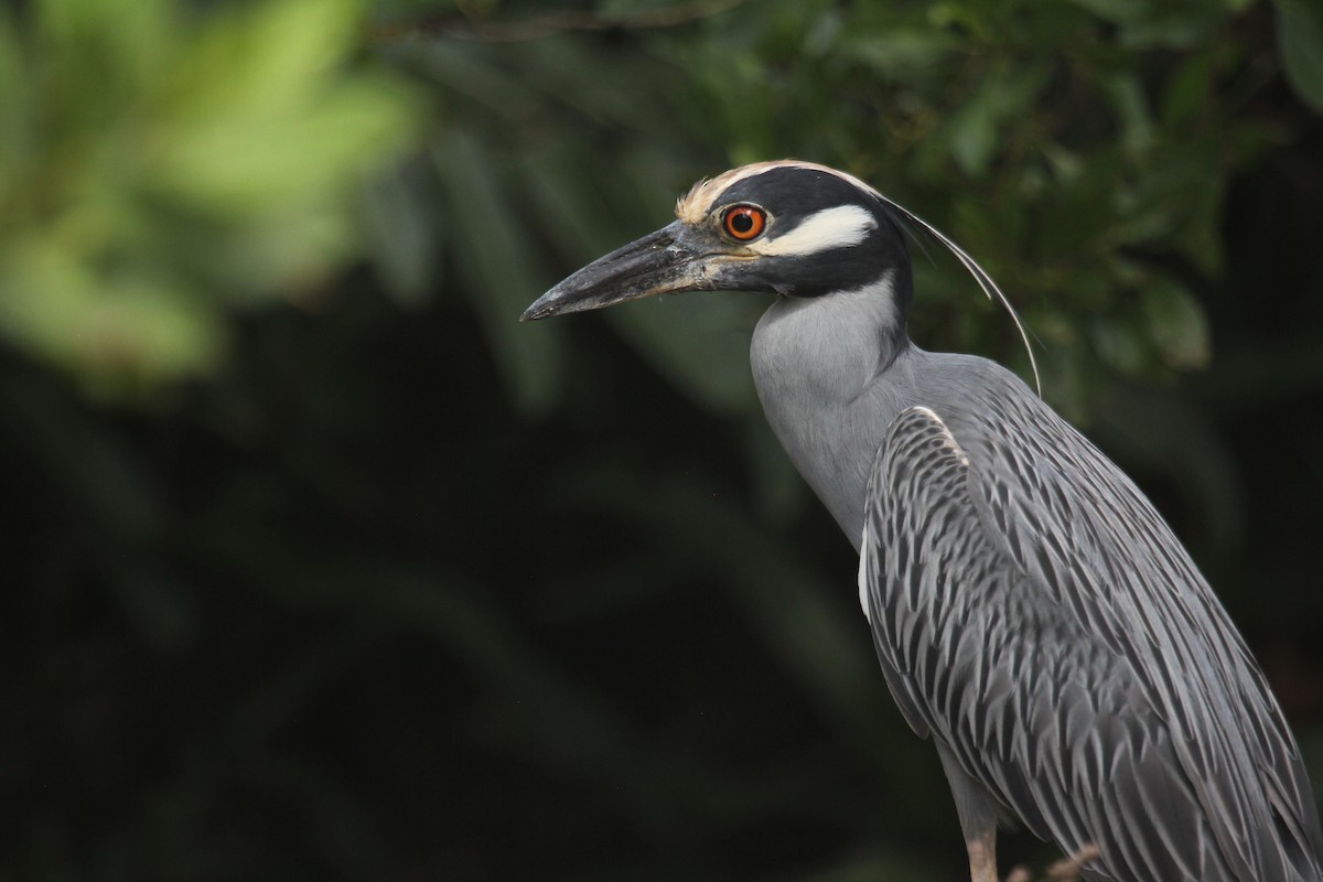 Yellow-crowned Night Heron - ML647592913