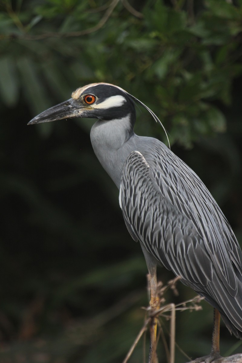 Yellow-crowned Night Heron - ML647592917