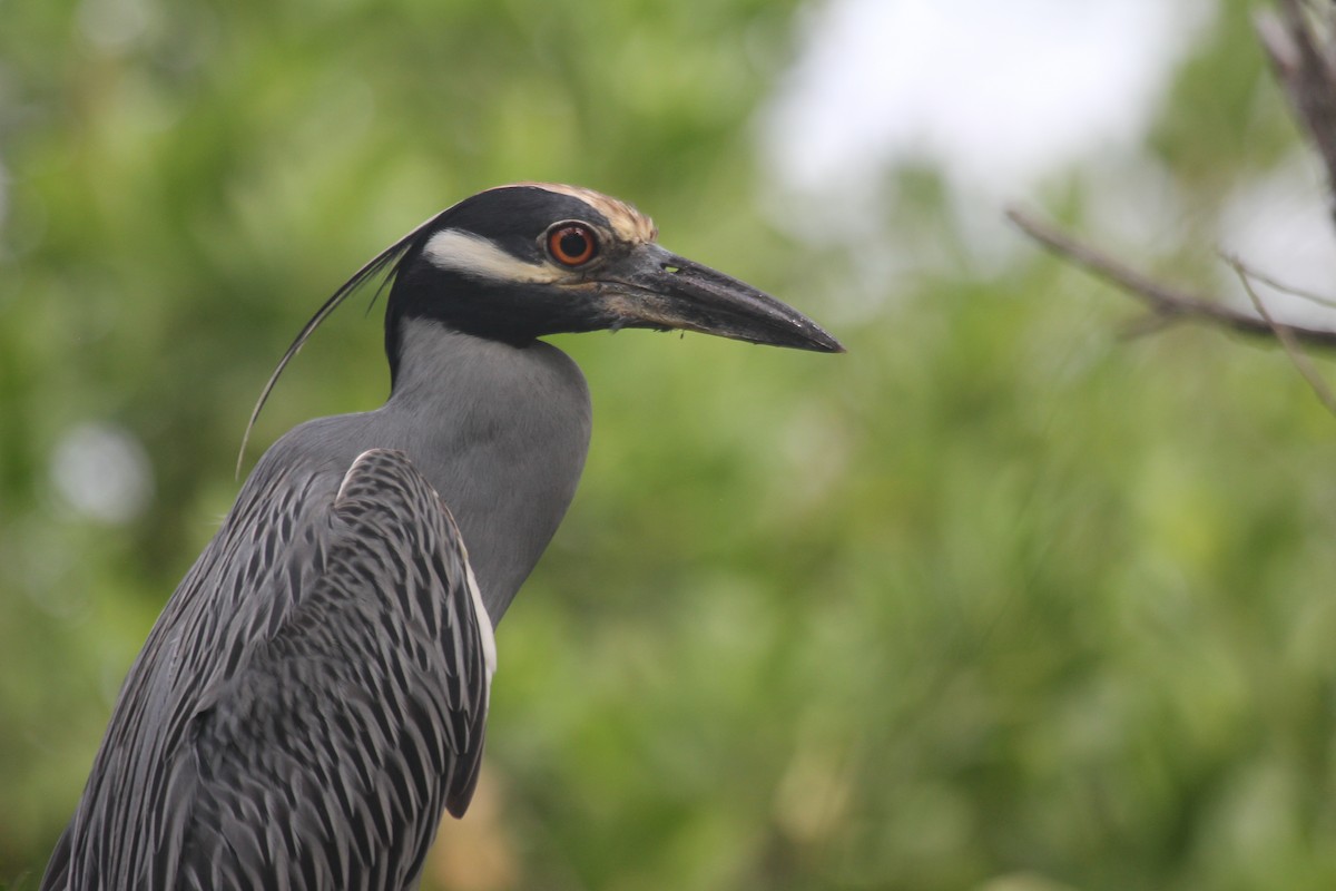 Yellow-crowned Night Heron - ML647592919