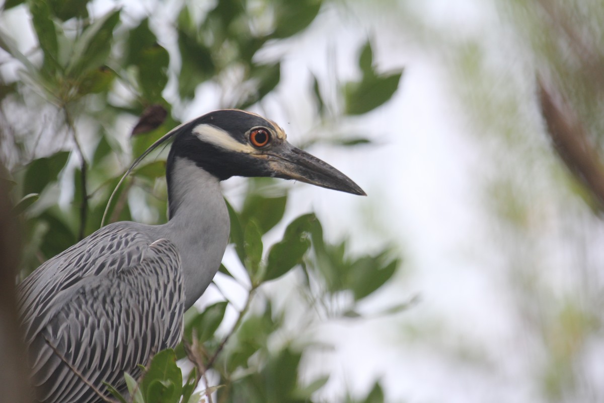Yellow-crowned Night Heron - ML647592924