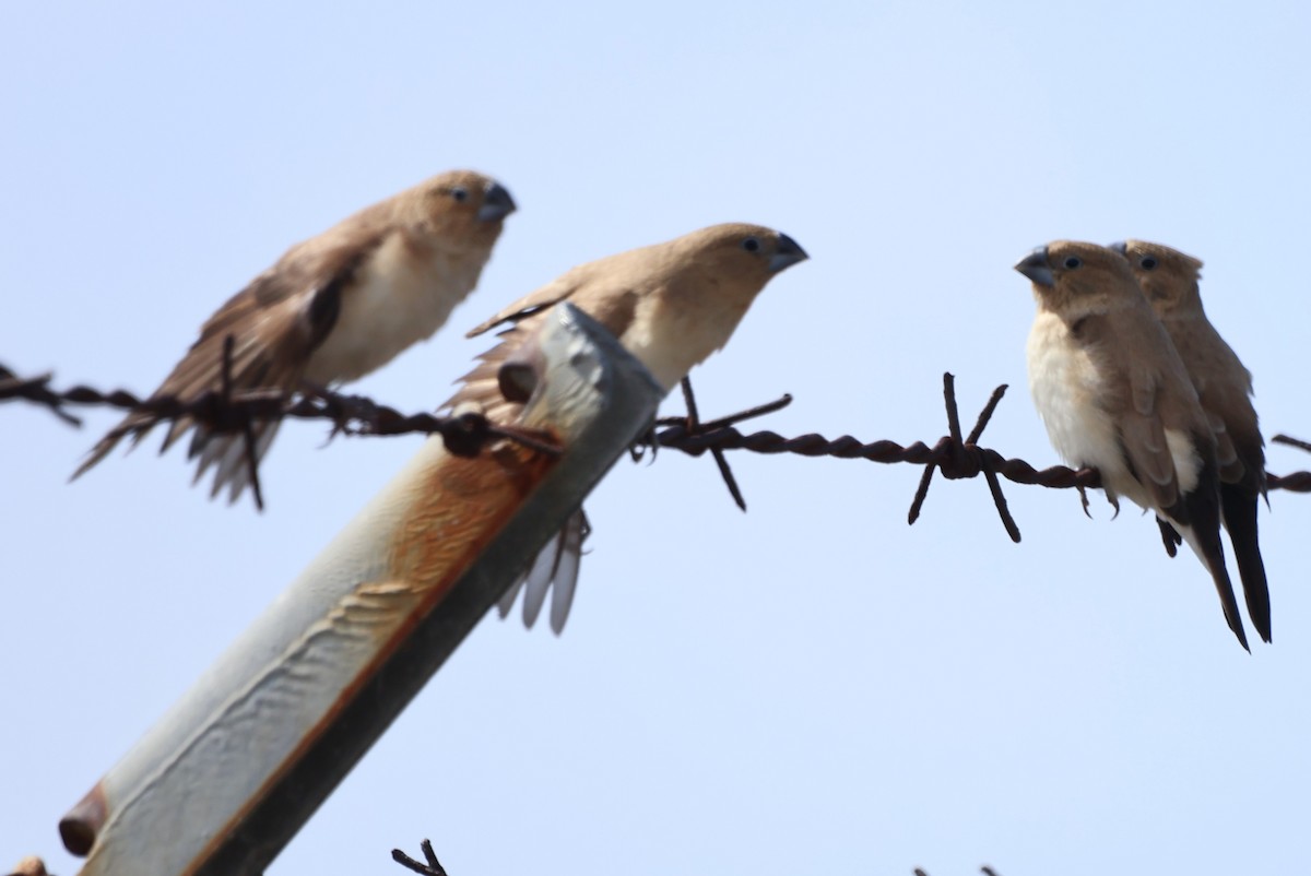 アフリカギンバシ - ML647592933