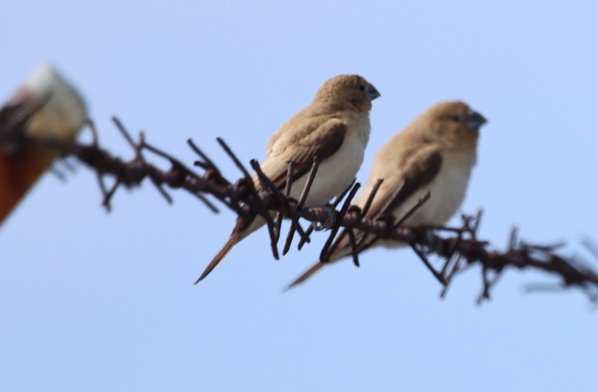 アフリカギンバシ - ML647592935