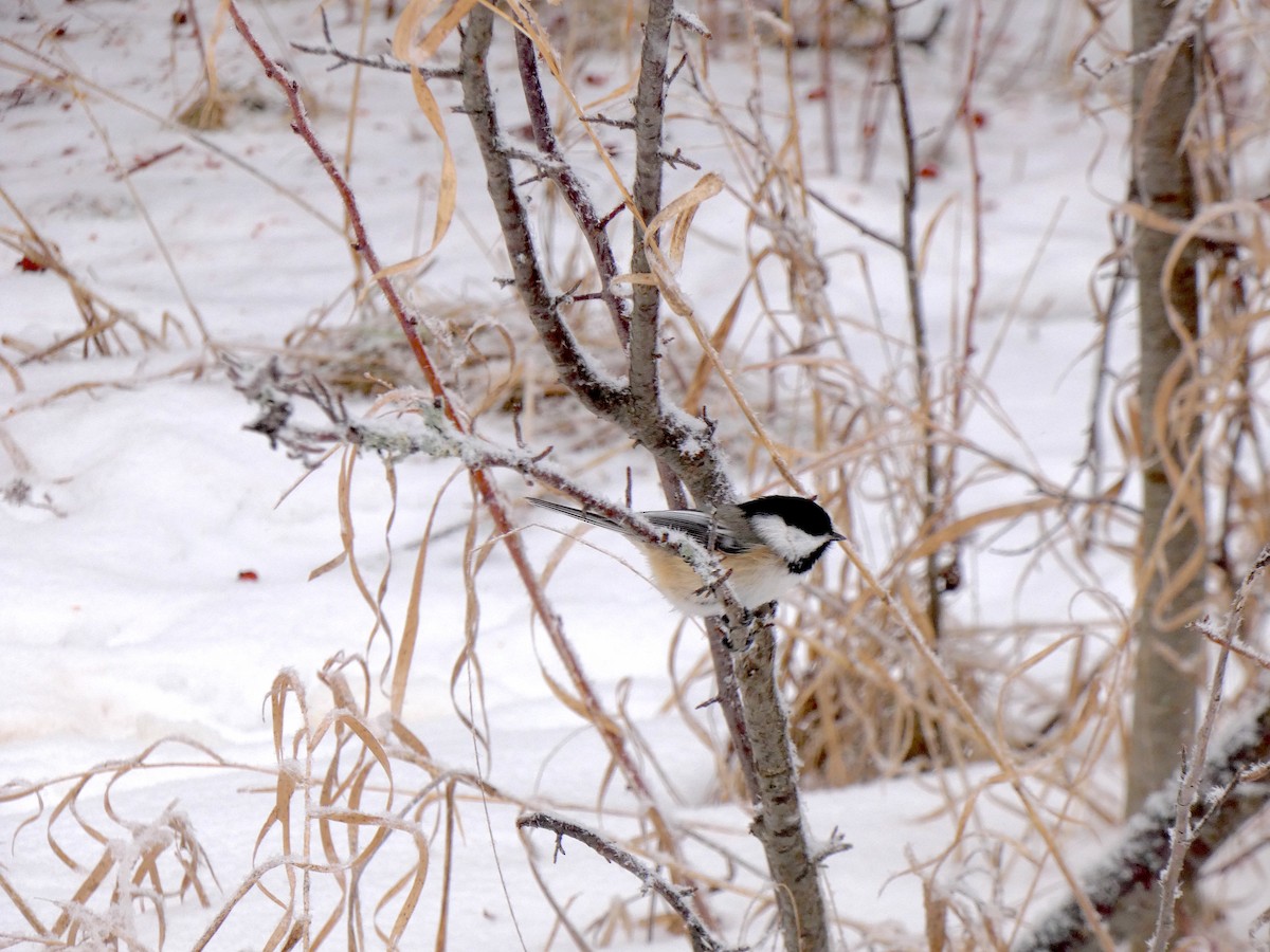 Черношапочная гаичка - ML647592938
