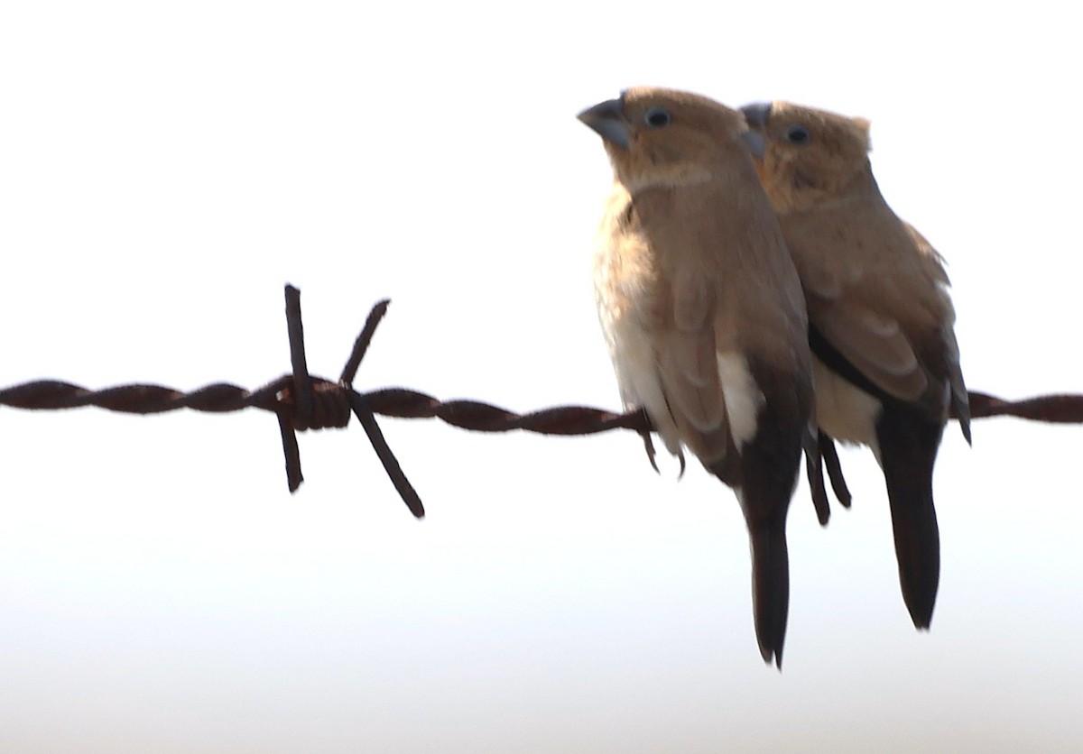 アフリカギンバシ - ML647592939