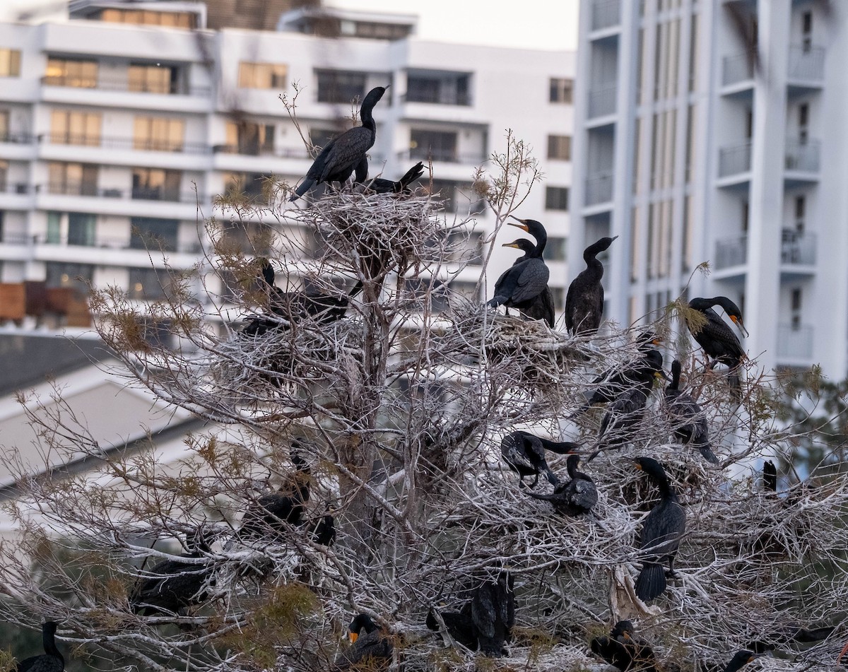 Cormoran à aigrettes - ML647592950