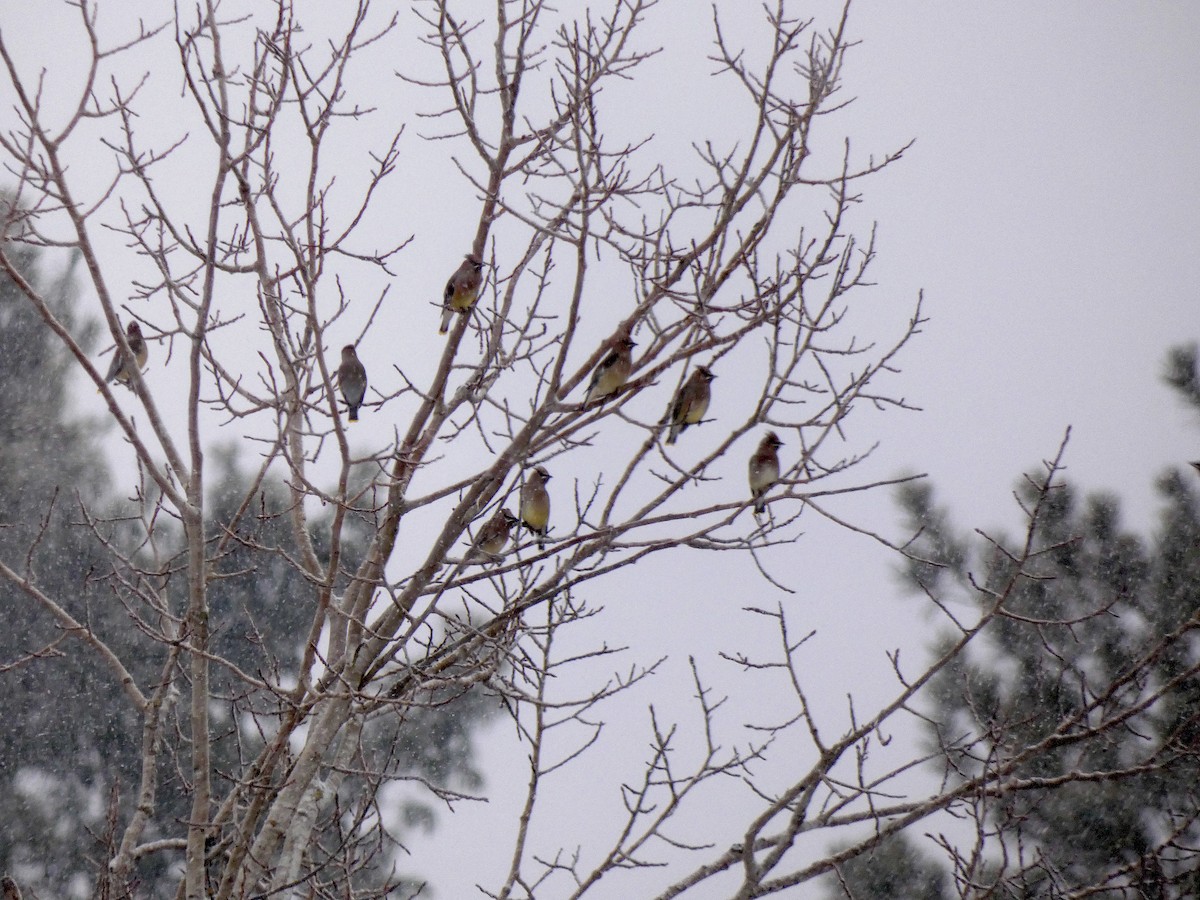 Sedir İpekkuyruğu - ML647592951