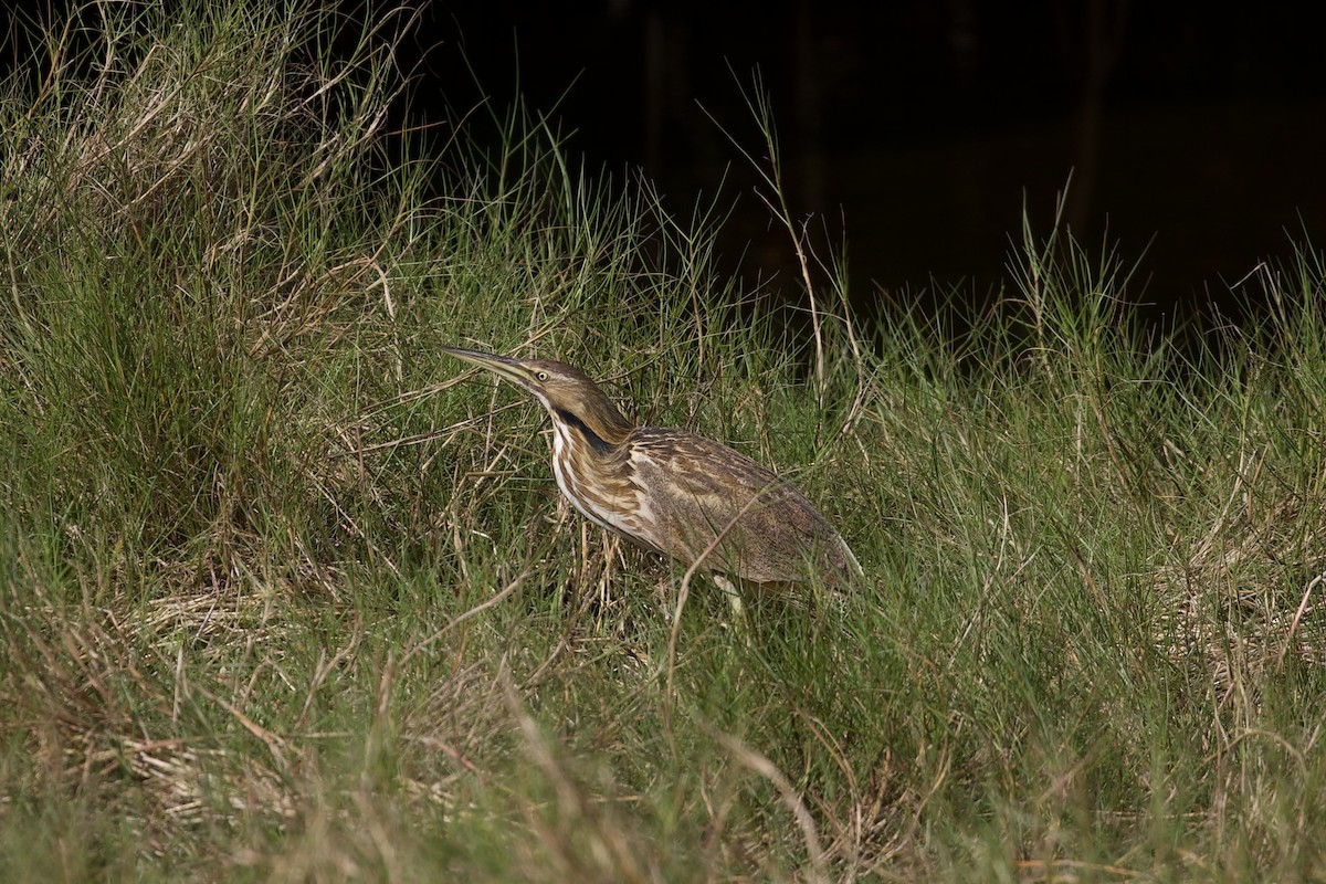 Amerika Balabanı - ML647592953