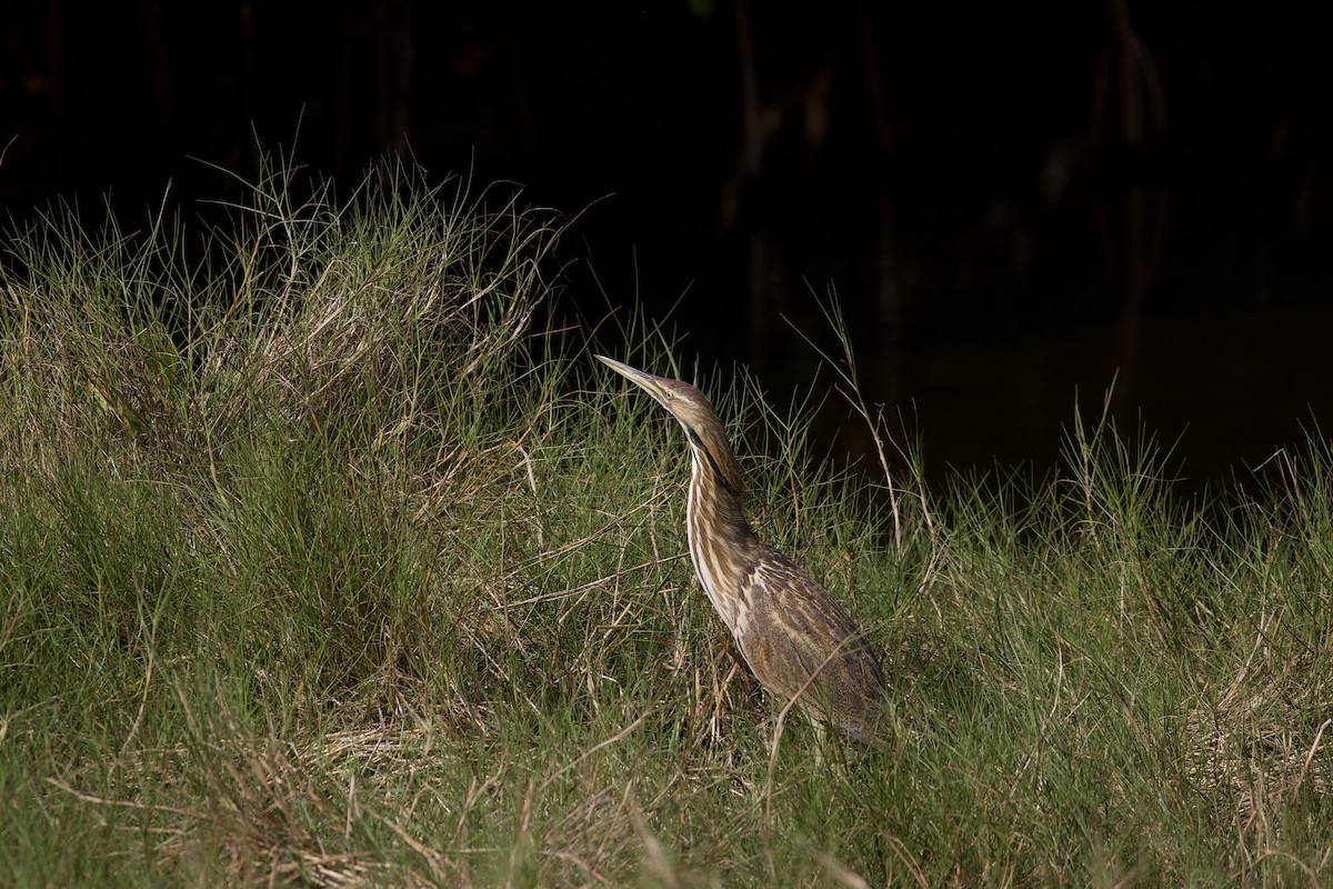 Amerika Balabanı - ML647592954