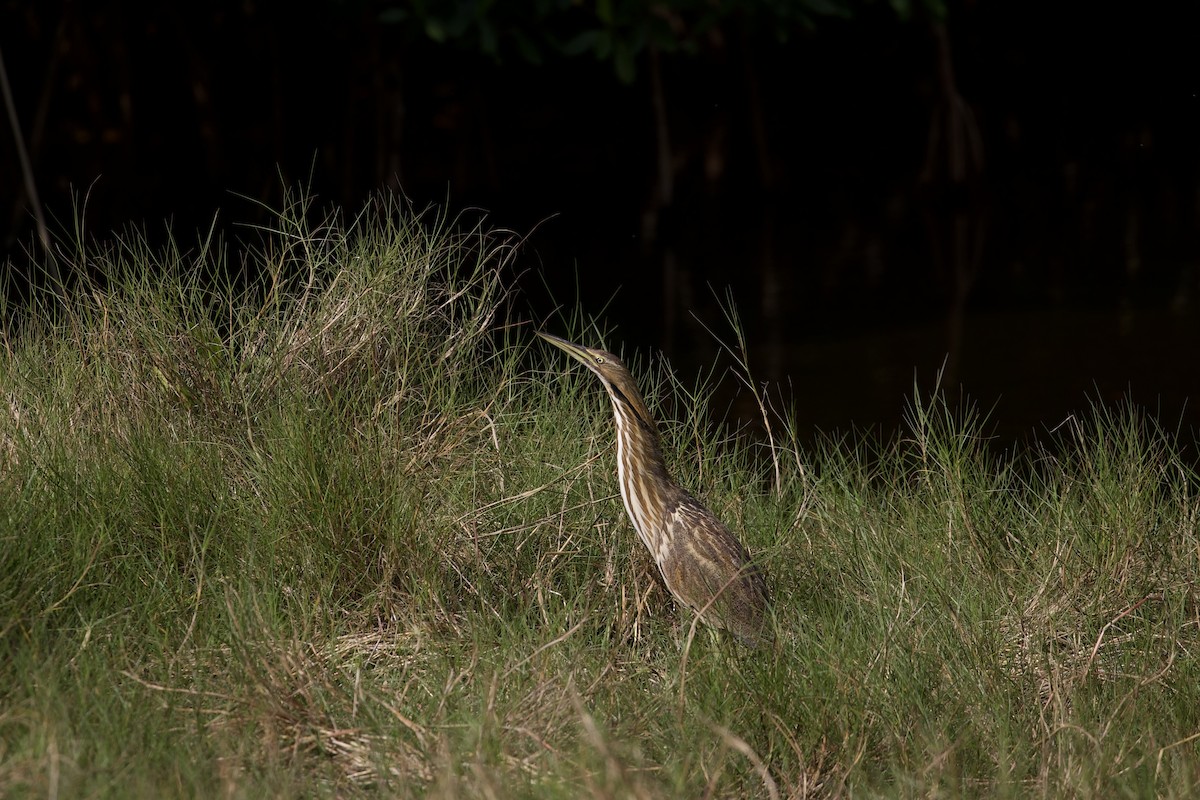 Amerika Balabanı - ML647592955
