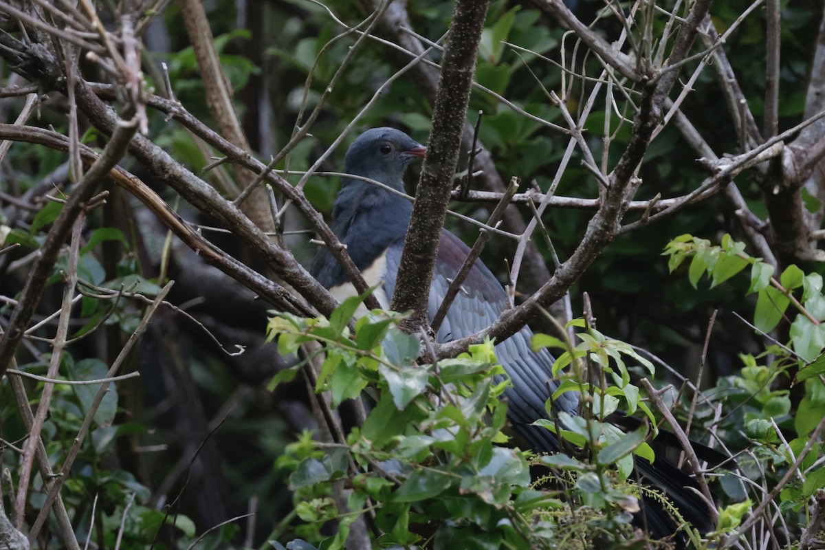 chathamdue - ML647592956