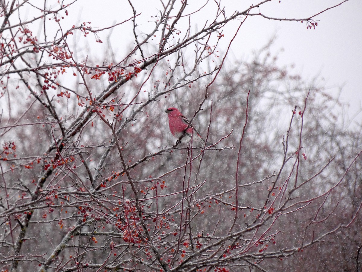 Pinu-gailupa - ML647592965