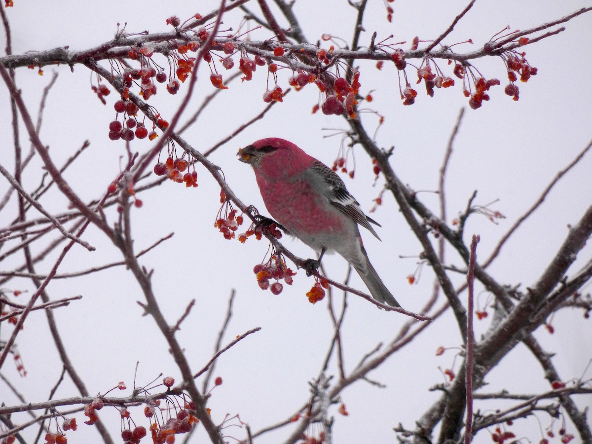 Pinu-gailupa - ML647592966