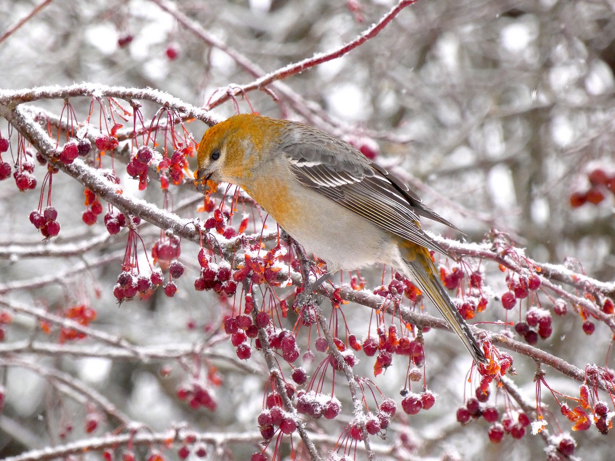 Pinu-gailupa - ML647592972