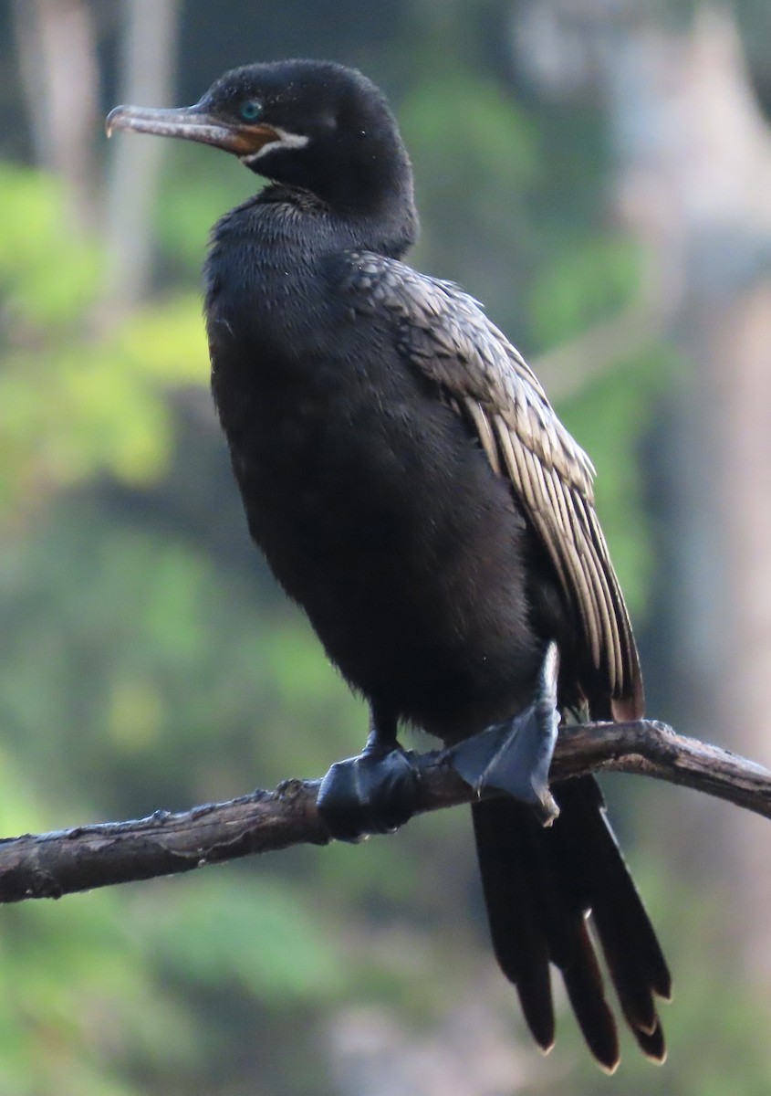 Неотропический баклан - ML647592975