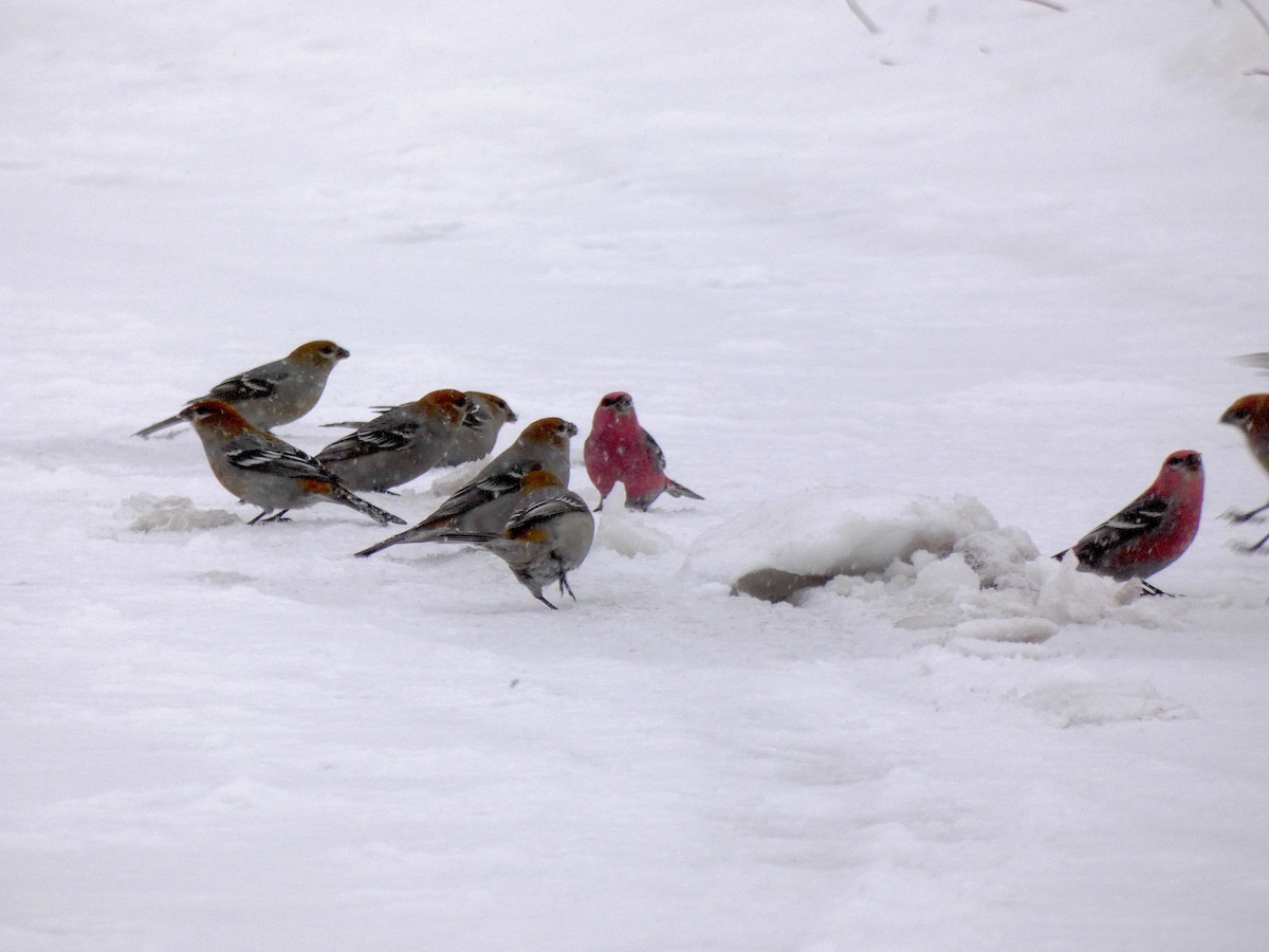 Pinu-gailupa - ML647592990