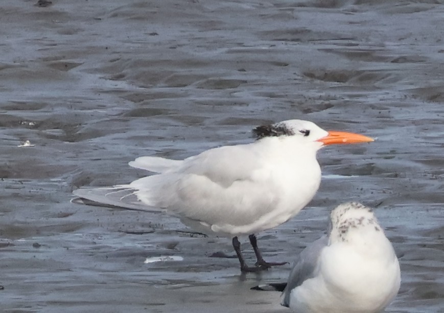 Королевская крачка - ML647592998