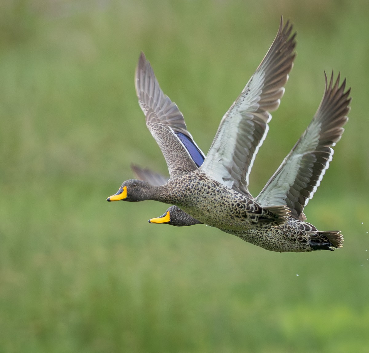 Желтоносая кряква - ML647593000