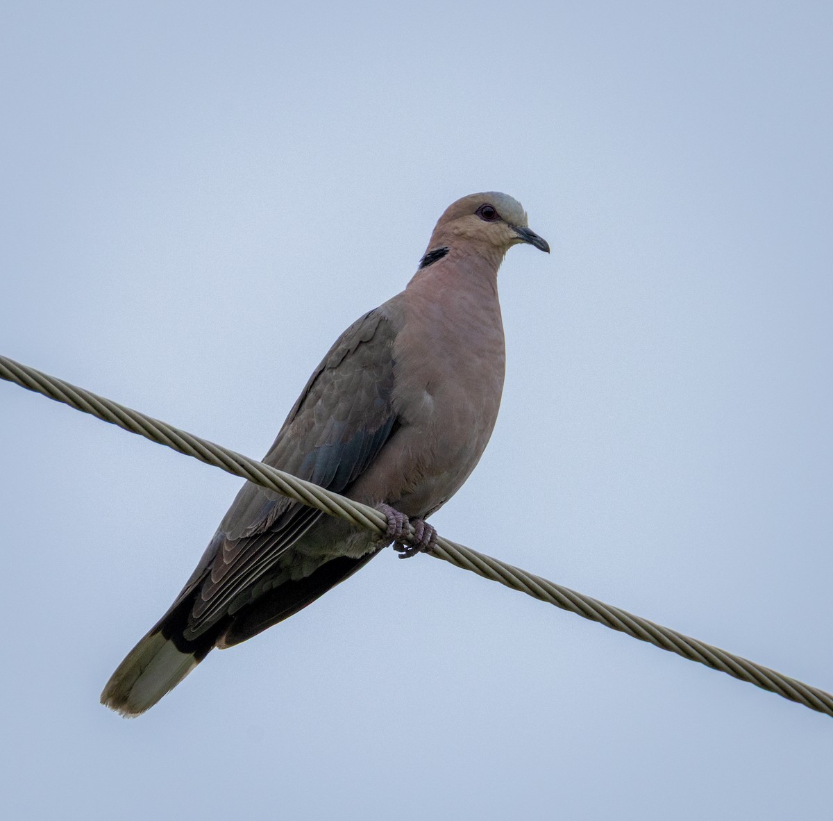 Красноглазая горлица - ML647593007