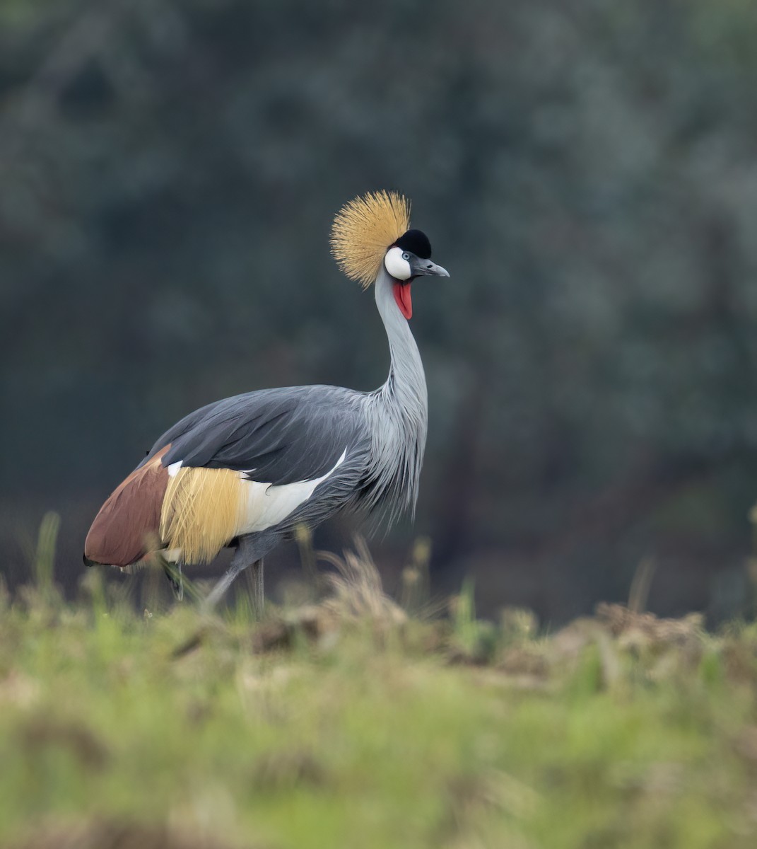 Венценосный журавль - ML647593009