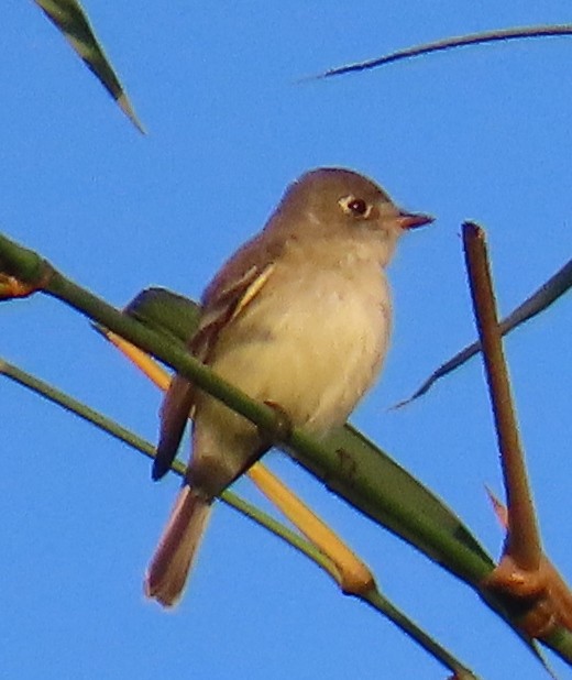 Малый мухолов - ML647593010