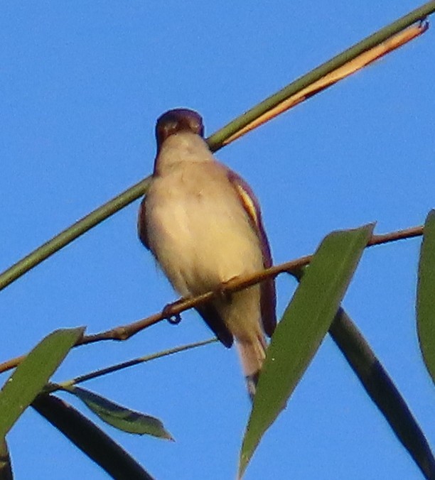 Малый мухолов - ML647593011